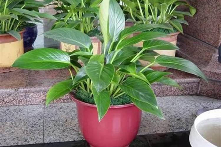 什么肥料能让土地松软