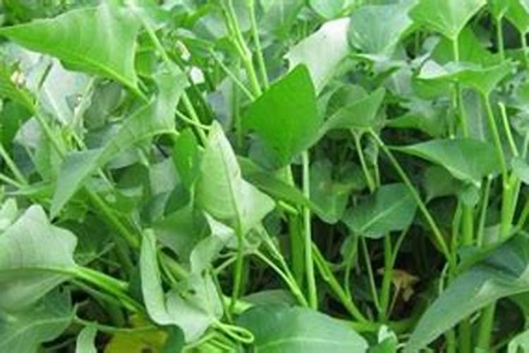 什么叶面肥能增厚叶子使用页面肥哪些是要注意的