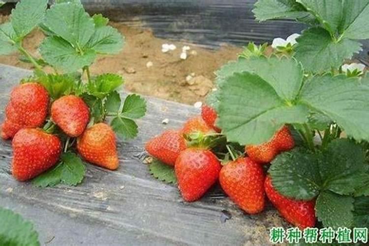 草莓施肥时间和方法