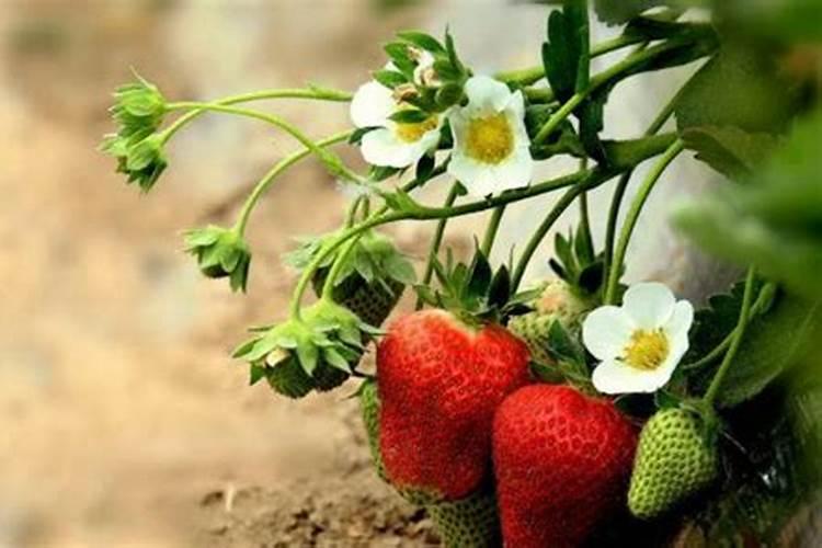 草莓追肥什么肥料