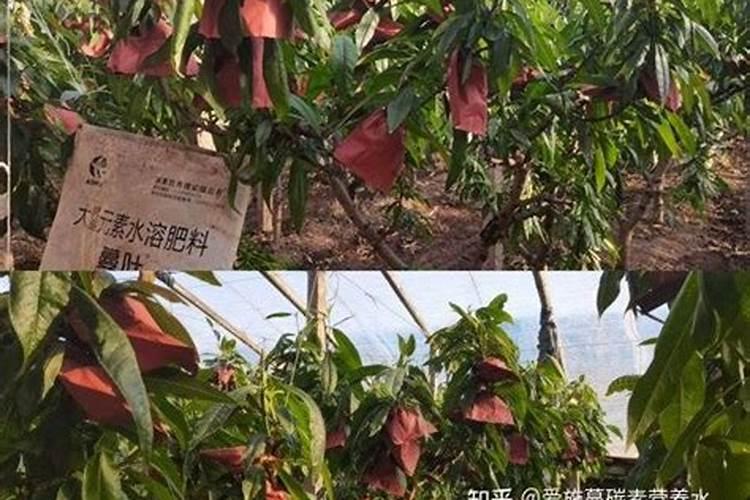 桃树用二安好,还是用过磷酸钙