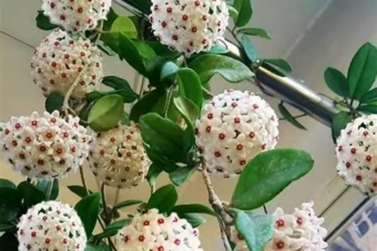 葡萄施钾肥时间和方法