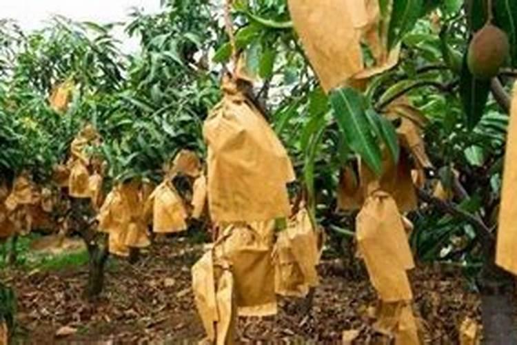 芒果什么时候套袋合适芒果套袋时间有什么注意的吗