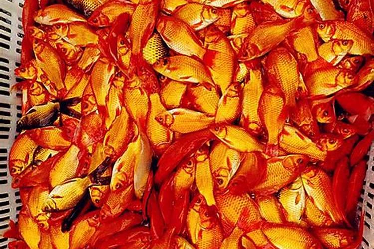 富贵椰子怎么养 富贵椰子的养殖方法和注意事项