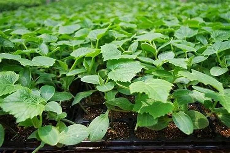 效果好的水溶肥是哪家