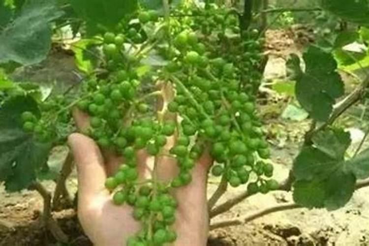 葡萄膨果期用什么肥料好
