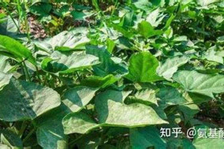 杨远才主要经历