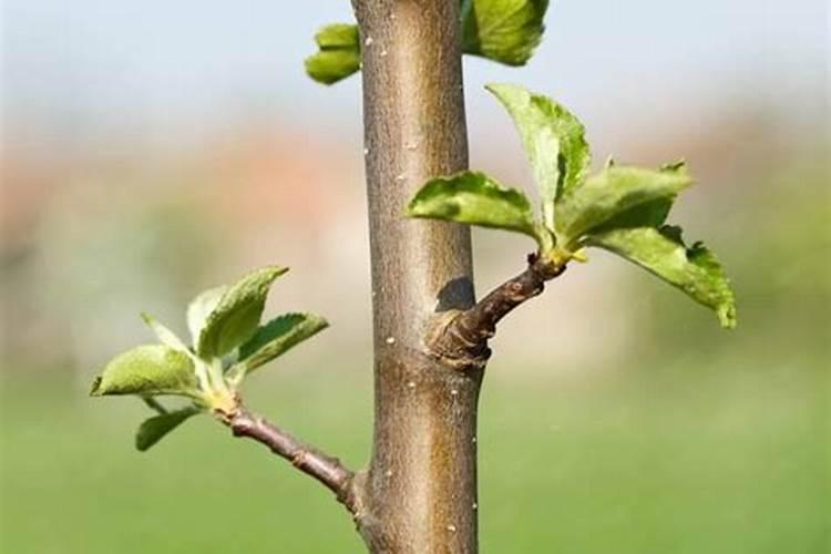 黄豆如何泡制氮肥