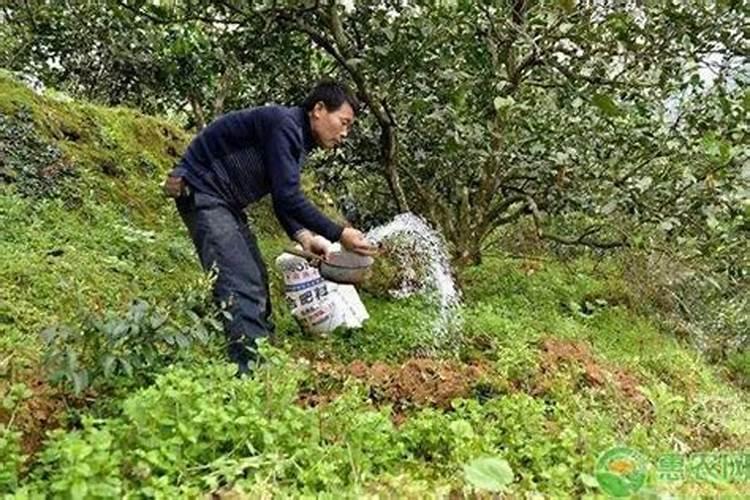 土壤杀菌处理用啥药最好