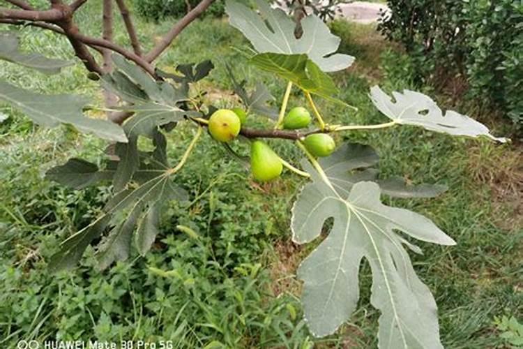 无花果用什么肥料 该如何管理