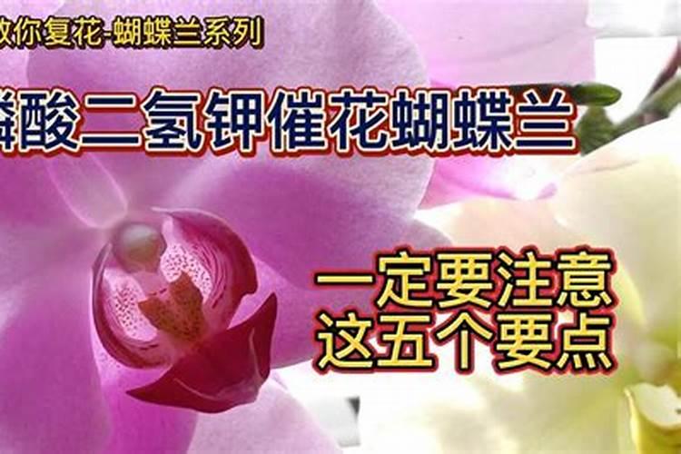 蝴蝶兰施肥用什么肥料好,用什么肥料的正确方法