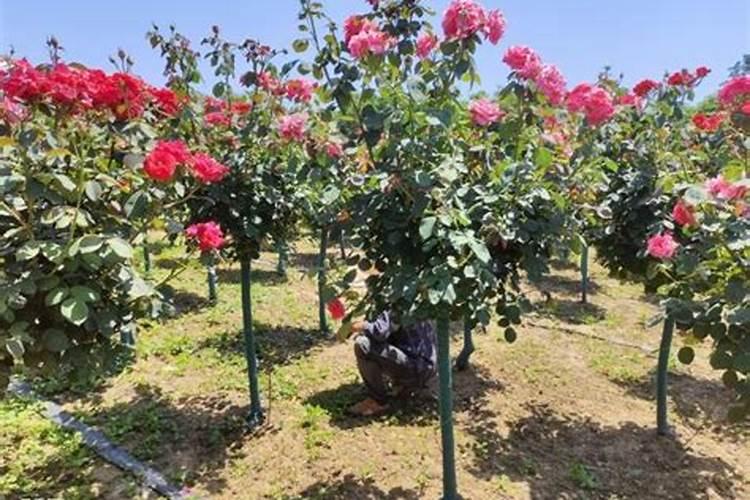 多种微量元素注射液怎么样