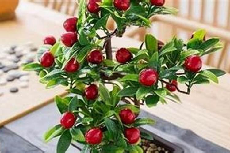 海棠花为什么掉叶子