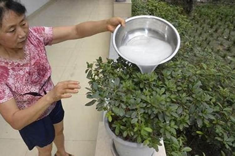 豆饼不发酵能施肥吗