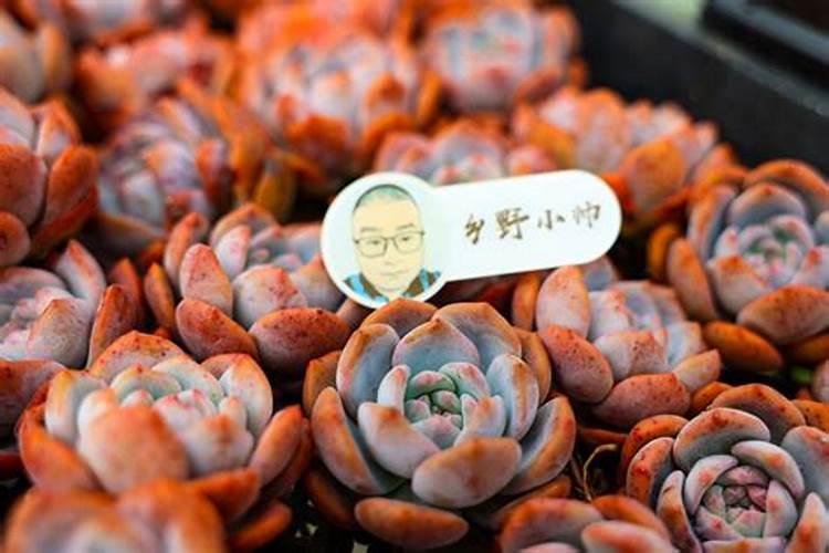 怎么在网上购买蔬菜种子呢