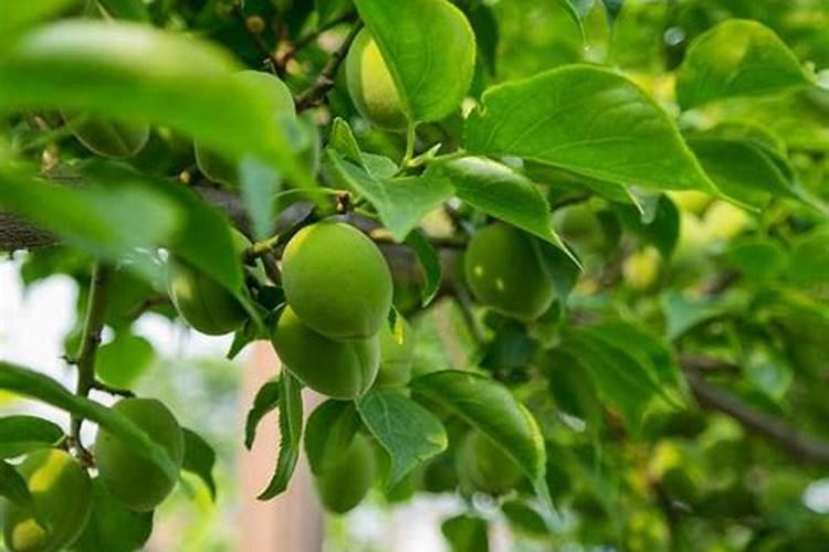 清香木施什么肥长叶子