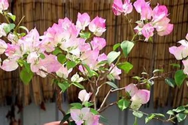 三角梅施复合肥多久一次