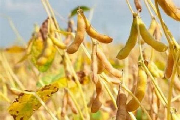 专治大豆黄叶病的特效药