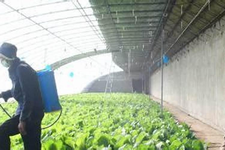 种青菜如何正确施肥