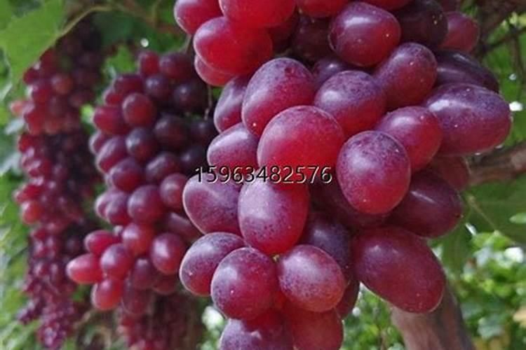 氮磷钾复合肥和钾化肥有区别吗