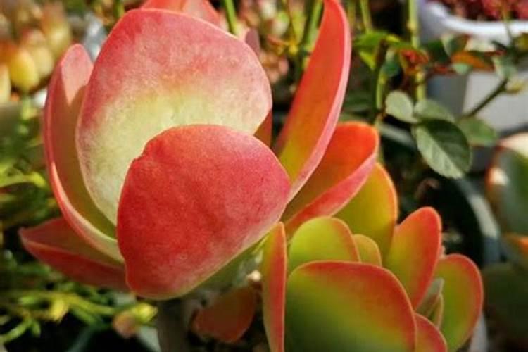 芸苔素玉米飞防用量