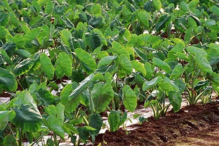 桂花树是施有机肥好,还是无机肥更好？要如何给桂花树进行施肥？