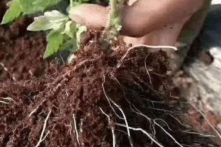 洋丰三个18腐植酸肥料好吗