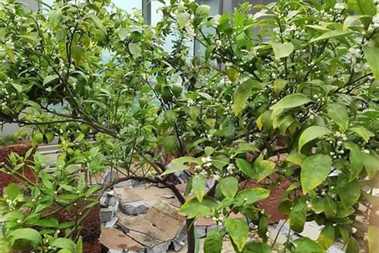 多肉施肥的最佳时间 多肉什么时候施肥