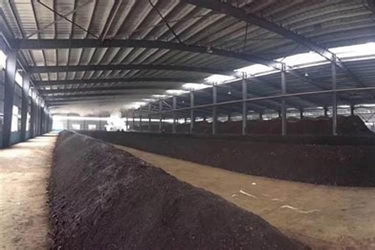 金钱树如何施肥