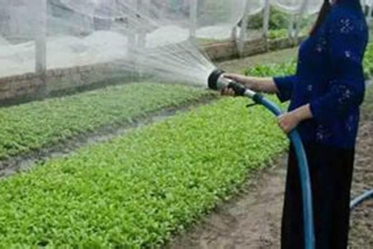 第一年新种的葡萄苗该施什么肥料