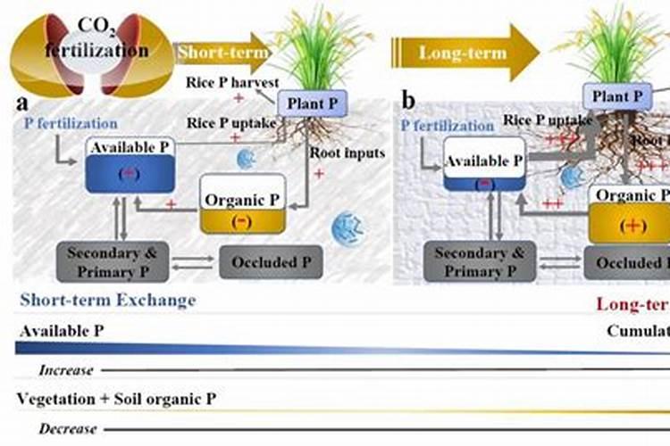 发财树根断的救治方法(发财树断根后如何生根)