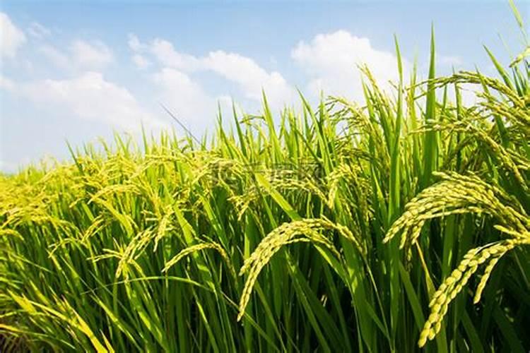 月季底肥放多了,现在叶子发黄干枯怎么办？