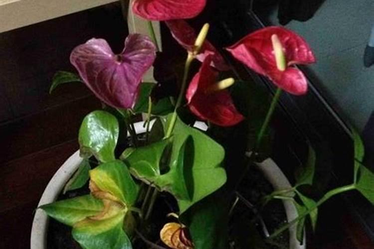 安徽有哪些化肥厂