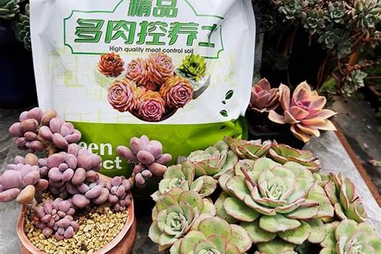 颗粒控释肥适合多肉吗？