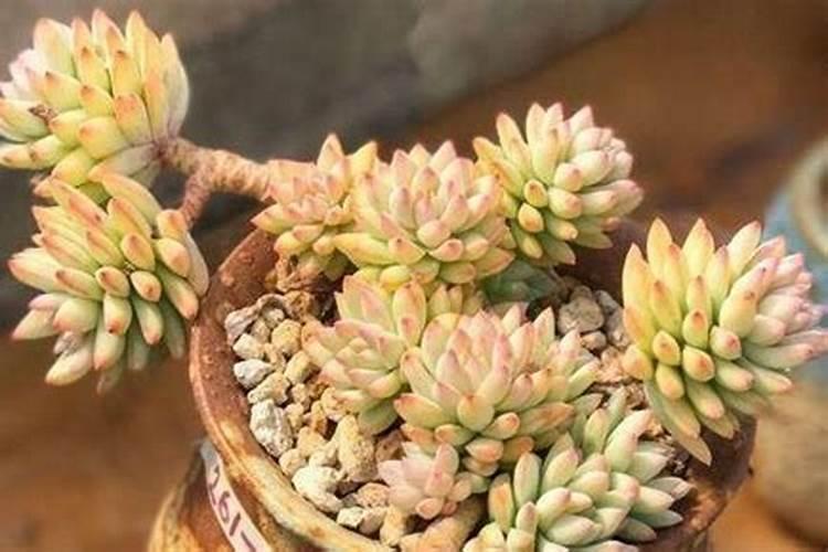 龙井茶树施肥方法及时间 龙井茶树如何合理施肥