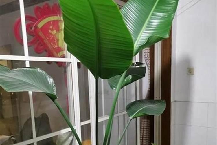 鹤望兰怎么养 有哪些注意事项