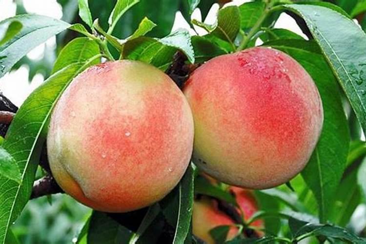 老师们帮我看看这个菠菠菜苗怎么了？叶子都皱缩了!