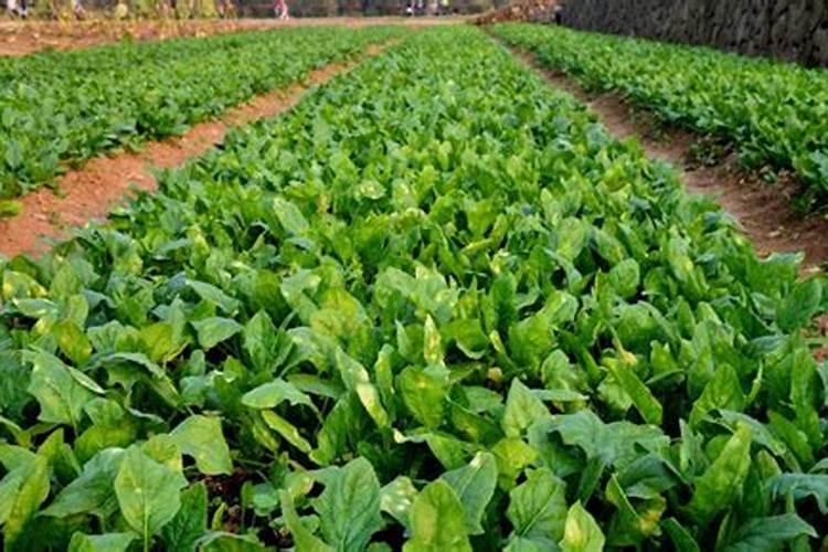 0.01%芸苔素的使用倍数