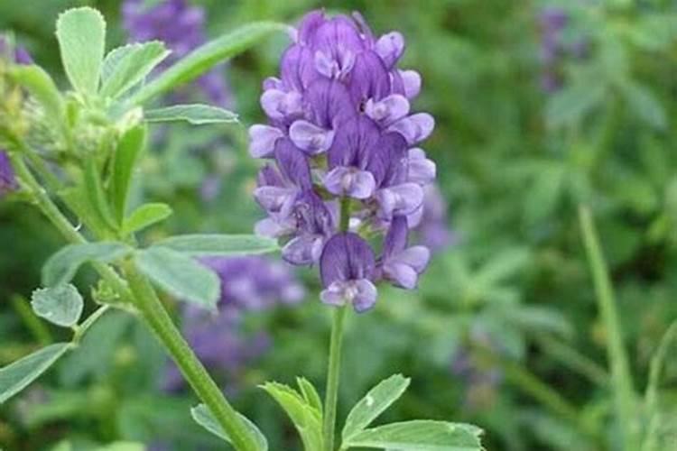 芝麻饼怎么做花肥