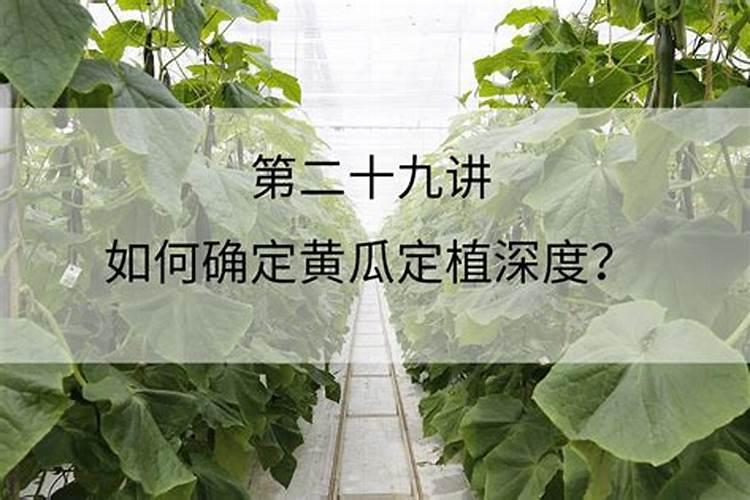 春季黄瓜出现烂头,是什么原因造成的？该如何预防？
