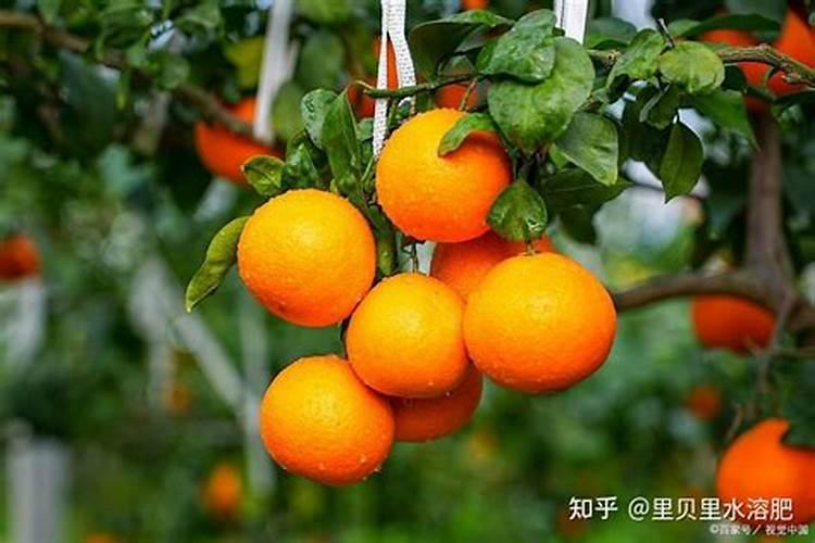 硫基肥是指什么肥