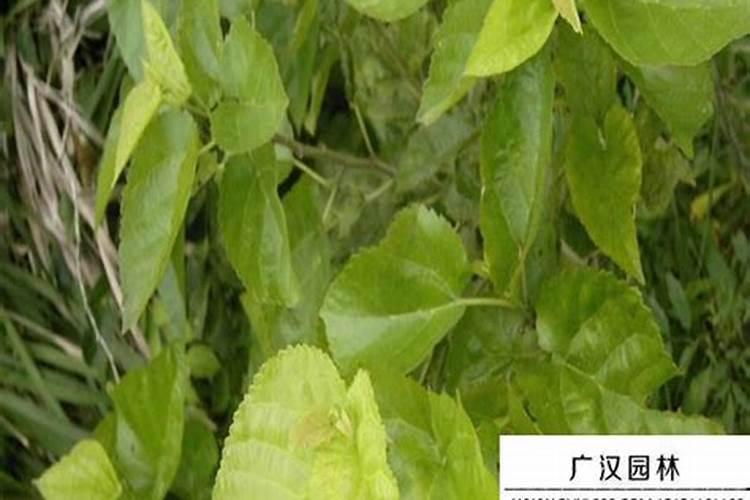发财树浇什么肥料可枝叶旺盛