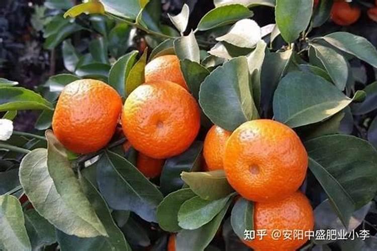 有什么水果,你到东莞才见到？