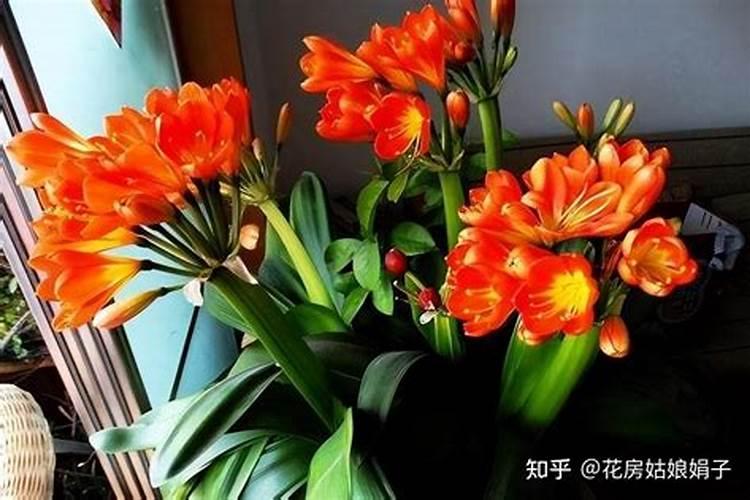 河北有机肥十大品牌 国内10大水溶肥品牌有哪些