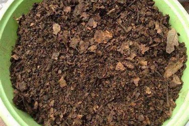 茶花用什么肥料好