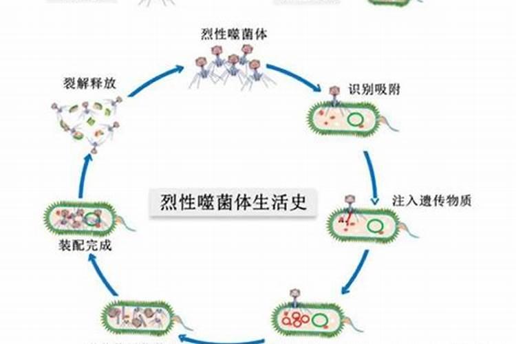 服盆后的多肉小苗怎么浇水