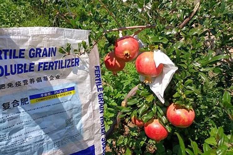 石榴树今年为什么不开花结果？