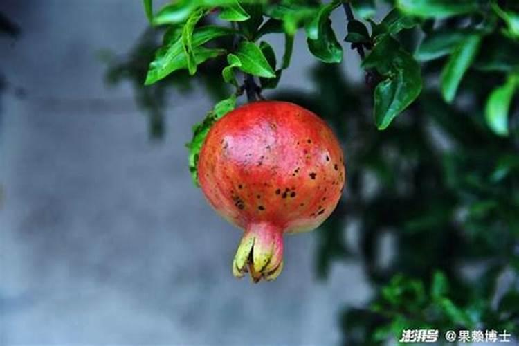 石榴树用什么肥料最好
