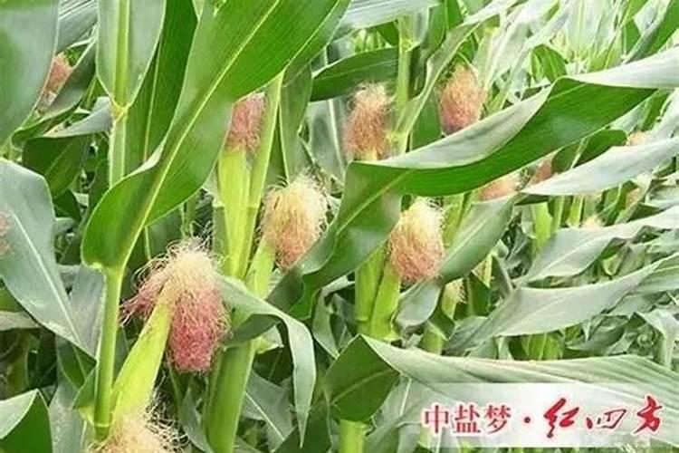 玉米苗黄怎么回事？底肥用的45%控释肥