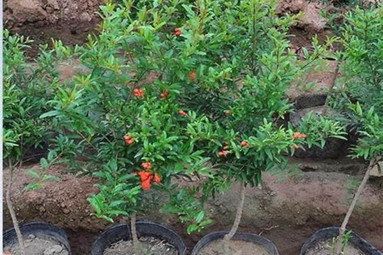 荔枝的营养价值